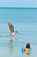 Back View Of A Middle Aged Woman, Using A Float, Watching A Brown Pelican Take Off From Calm, Tropical, Waters, On Gulf Of Mexico, On Sunny Morning 