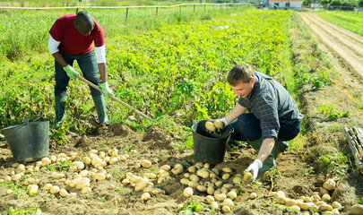 Man picking harvest to bucket in garden outdoor, african american man is dripping potatoes by shovel