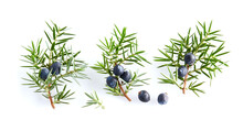 Juniper Twigs With Berries On White Background