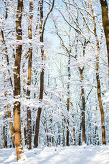 Wall Mural - fresh snow on the trees