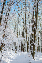 Wall Mural - forest in winter