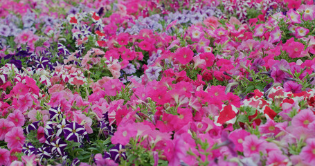 Canvas Print - Flower field with pink and purple colour