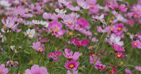 Canvas Print - Beautiful cosmos flower garden farm