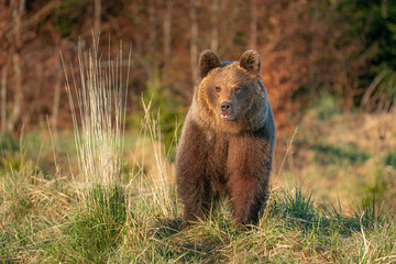 Wall Mural - Brown bear (ursus arctos) on the forest in slovak wilderness .