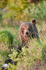 Wall Mural - Brown bear (ursus arctos) on the forest in slovak wilderness .