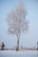 Wall Mural - Winter fresh snow covered trees
