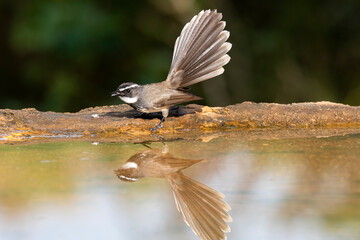 A white-browed fantail flycatcher taking bath in a small bird in the arid jungles on the outskirts of Bangalore