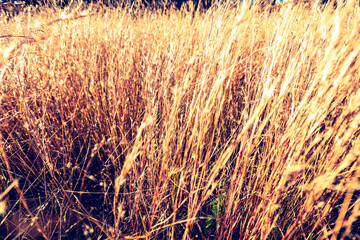 Wall Mural - Close-up of a field of dried grasses