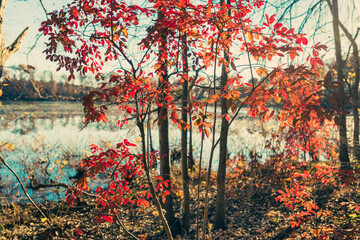 Brilliant red black gum leaves in a  forest beside a lake in the Fall