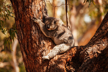 koala