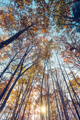 Wall Mural - wide-angle view of the sky and forest tree tops in autumn 