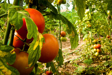 some red  tomatoes in the blurred garden 