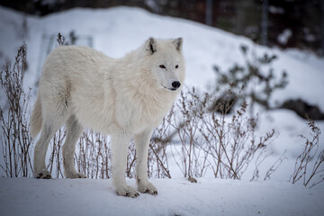  The Arctic wolf (Canis lupus arctos), also known as the white wolf or polar wolf