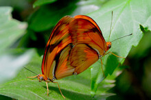 Beautiful Orange Butterfly On A Green Leaf