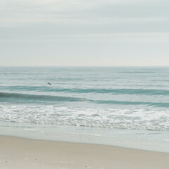 Wall Mural - The seagull is flying over the ocean.  Soft wave of the Ocean on the sandy beach. Rockaway Beach, New York. 