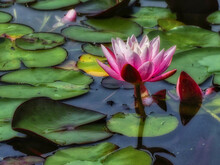 Selective Focus Shot Of A Lotus Flower Blooming In The Pond