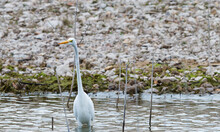 Snowy Egret In The Swamp