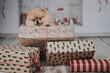 kleiner Pom Rassehund Zweispitz wartet auf Weihnachten und möchte Geschenke auspacken
