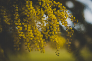 Canvas Print - soft wattle