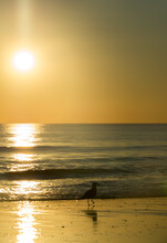 Vertical Shot Of A Calm Blue Sea And A Lovely Dog On Orange Sunset Background