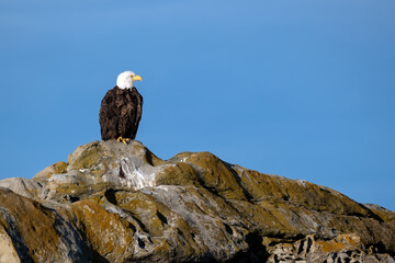 Canvas Print - Low angle shot of a beautiful eagle standing on a rock