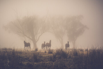 Poster - Horse silhouetted in fog