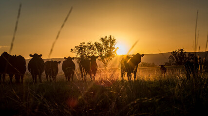 Canvas Print - Cattle at sunset