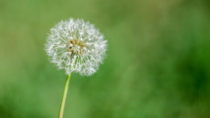 Wall Mural - dandelion on green background