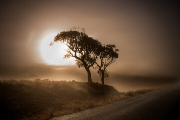 Wall Mural - Autumn Morning