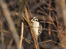 Woodpecker In The Brush: A Downy Woodpecker Bird Scales A Brush Stem On Winter Morning In Search Of Food