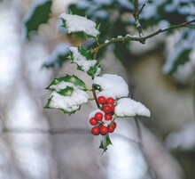 Red Berries On Snow