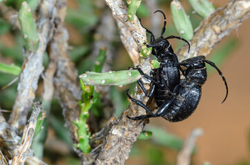 Cactus Longhorn Beetles (Moneilema gigas) mating