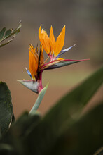 Vertical Shot Of An Orange Bird Of Paradise Flower In A Natural Environment