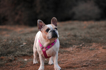 Wall Mural - Selective focus shot of a cute white French Bulldog outside