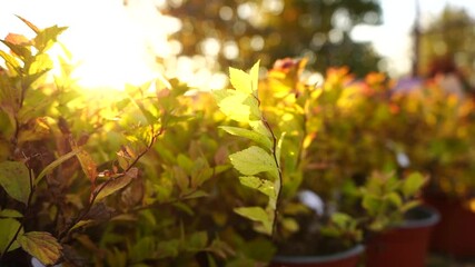 Aufkleber - The sun shines through the spirea in the garden center nursery. Slow motion