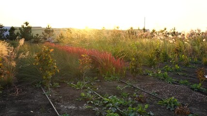 Aufkleber - Garden center with nursery. A row of plants for landscape design
