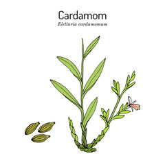 Wall Mural - Aromatic plant green or true cardamom elettaria cardamomum 