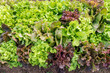 Top view of fresh salad lettuce growing at vegetable plantation