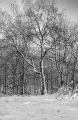  A black and white photo of a tree covered in snow a crispy cold winter day in a forest. Picture from Eslov, southern Sweden