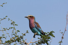 Low Angle Shot Of A Lilac-breasted Roller Bird Perched On A Branch