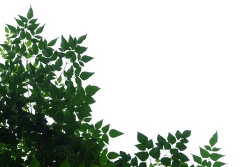 Tropical tree leaves on white isolated background for green foliage backdrop 