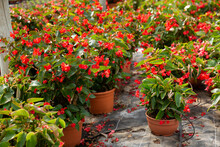 Rows Of Pots With Flowering Red Begonia Semperflorens Cultivated In Modern Hothouse