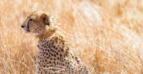 Poster - African Cheetah lying in the grass