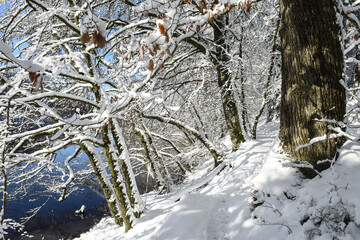 Poster - Belgique Wallonie Gaume Habay hiver bois foret nature lac neige