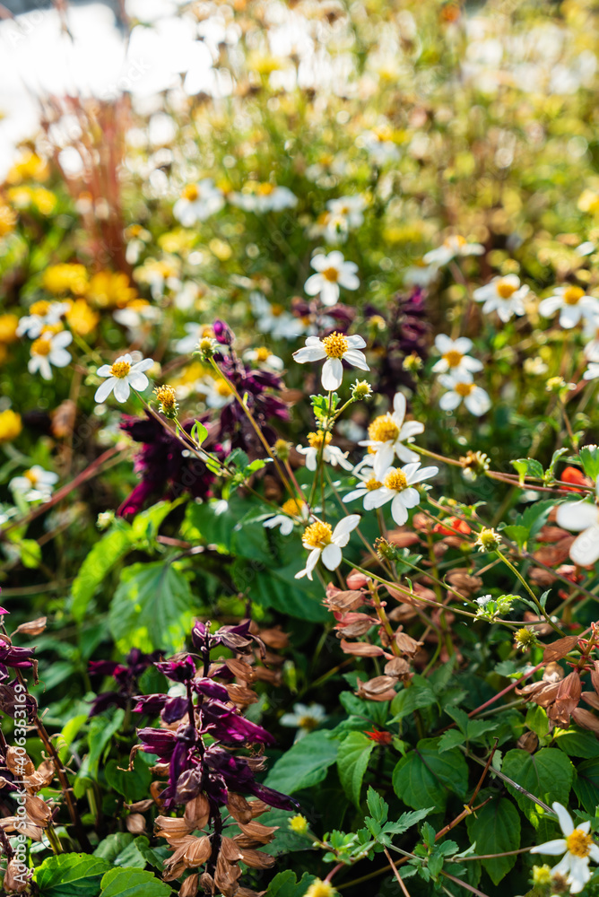small urban garden with flowers - obrazy, fototapety, plakaty 