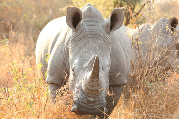 Poster - Portrait of a rhino in a field on a sunny day