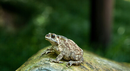 Wall Mural - Frog on a stone on a blurry background