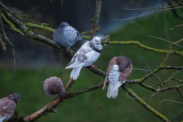 Sticker - Pigeons