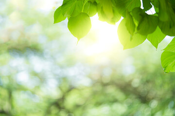 Wall Mural - Closeup beautiful view of nature green leaf on greenery blurred background with sunlight and copy space. It is use for natural ecology summer background and fresh wallpaper concept.