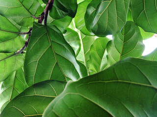 close up green leave of fiddle fig or ficus lyrata leafs , mobile phone quality image